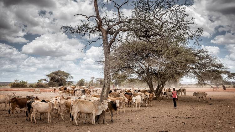 Wenn Regen fehlt: Wird das Klima immer extremer?